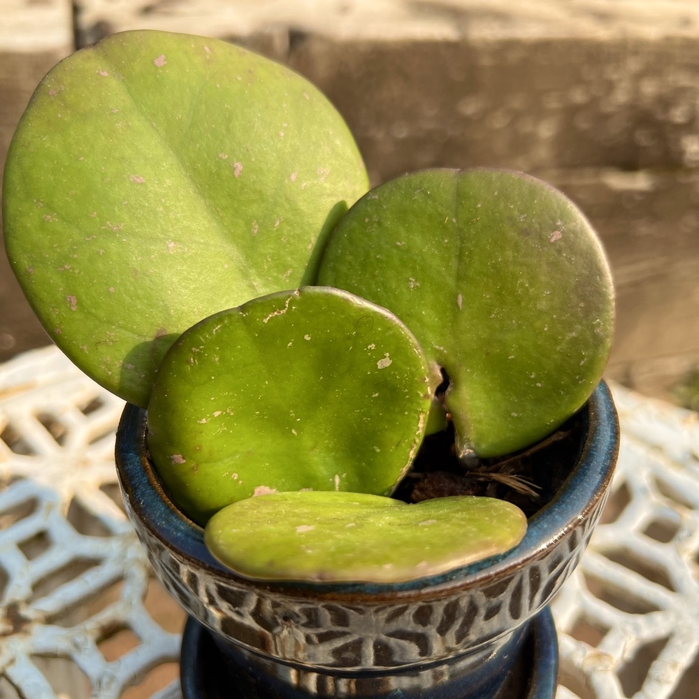 Hoya obovata with pink Splash